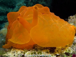 Pleurobranchus testudinarius
ORANGE by Cumhur Gedikoglu 